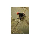 Silky Gomtaro 330-8 Metszőfűrész (KSI310233)