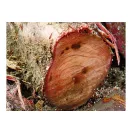 Silky Gomtaro 240-8 Root - gyökér metszőfűrész (KSI315324)